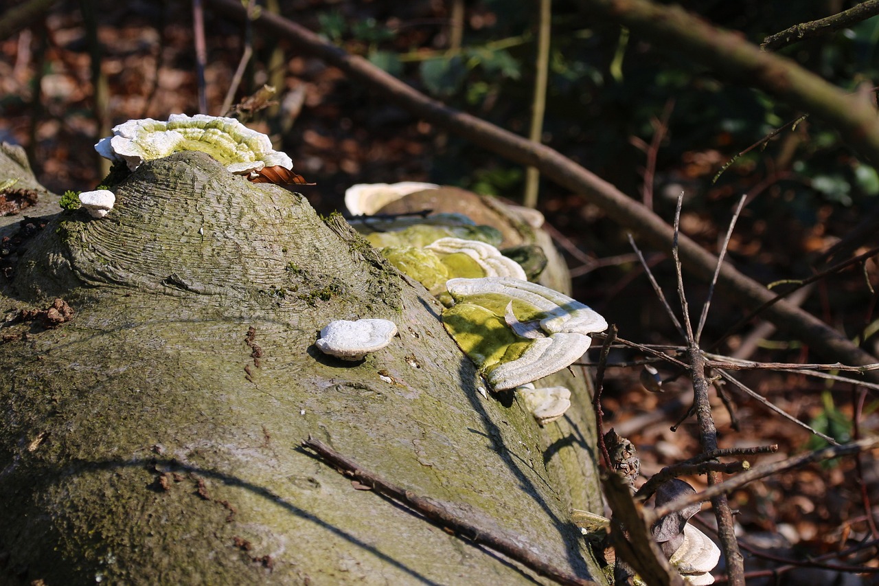 Eco-Marketing: Is This a Green Solution for Businesses?